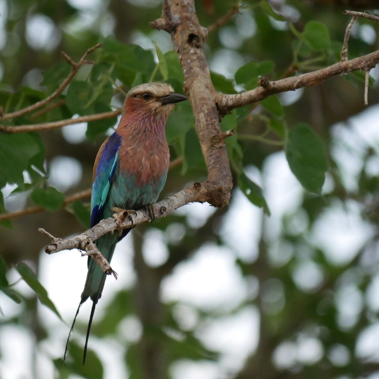 Bird watching in Angola 