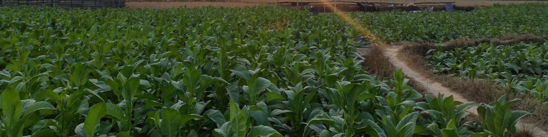 Sunshine, i wanna be here forever if i can. I can live longer with fresh air