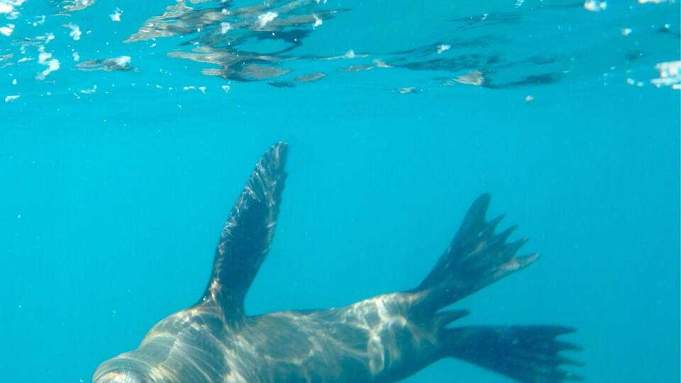 Snorkelling with sea lions.. magnificent. Baja Outdoor Activities is a great company. Safe and exciting.