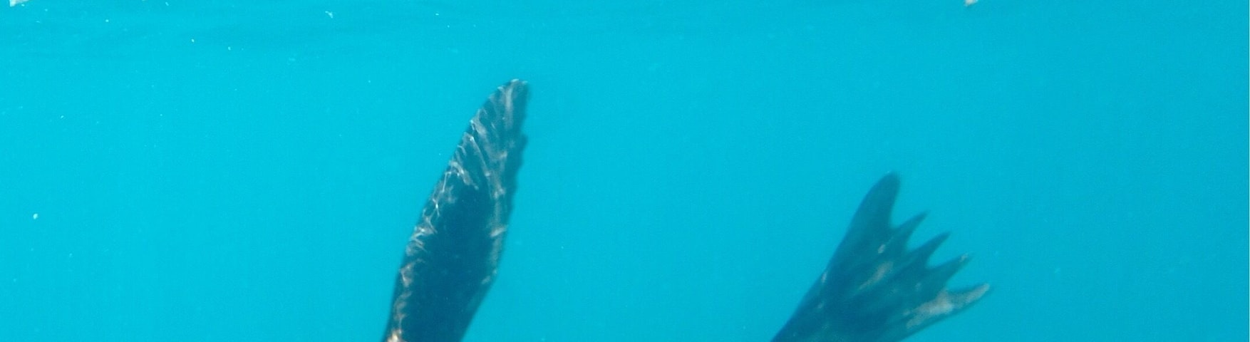 Snorkelling with sea lions.. magnificent. Baja Outdoor Activities is a great company. Safe and exciting.