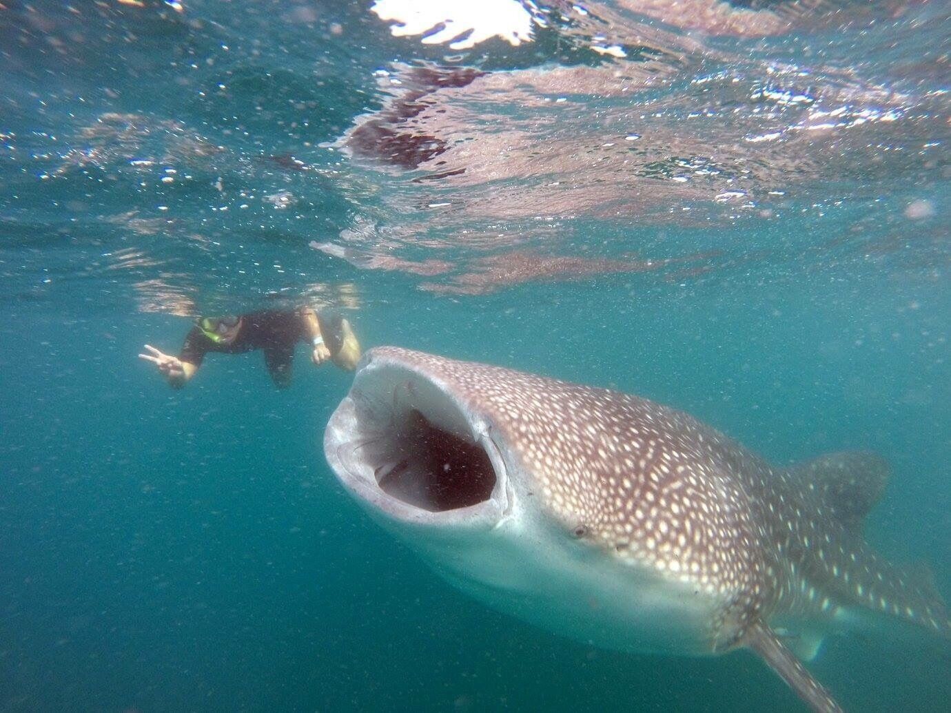 That one time when you went swimming with the biggest fish in the sea.... WHALE SHARKS!!!   Highly recommend to anyone that loves the ocean.  Although, they are typically on average 30 feet in length, mouth 7-8 feet wide and opens three feet wide, could swallow you whole..... they would spit you back out because they like plankton.  Gentle giants.   #beachbound. #lapaz. #mexico. #whalesharks. #travel. #adventure. #ocean. 