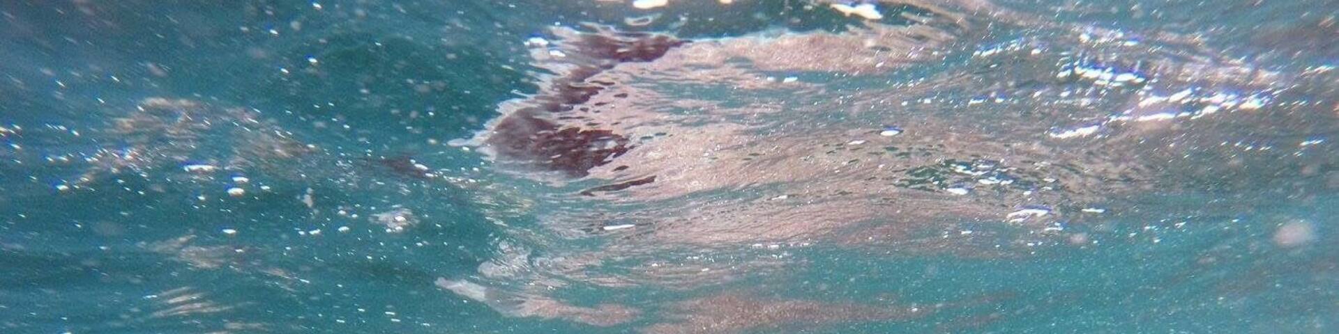 That one time when you went swimming with the biggest fish in the sea.... WHALE SHARKS!!! Highly recommend to anyone that loves the ocean. Although, they are typically on average 30 feet in length, mouth 7-8 feet wide and opens three feet wide, could swallow you whole..... they would spit you back out because they like plankton. Gentle giants. #beachbound. #lapaz. #mexico. #whalesharks. #travel. #adventure. #ocean.