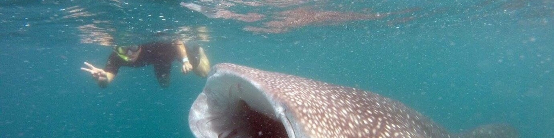 That one time when you went swimming with the biggest fish in the sea.... WHALE SHARKS!!! Highly recommend to anyone that loves the ocean. Although, they are typically on average 30 feet in length, mouth 7-8 feet wide and opens three feet wide, could swallow you whole..... they would spit you back out because they like plankton. Gentle giants. #beachbound. #lapaz. #mexico. #whalesharks. #travel. #adventure. #ocean.