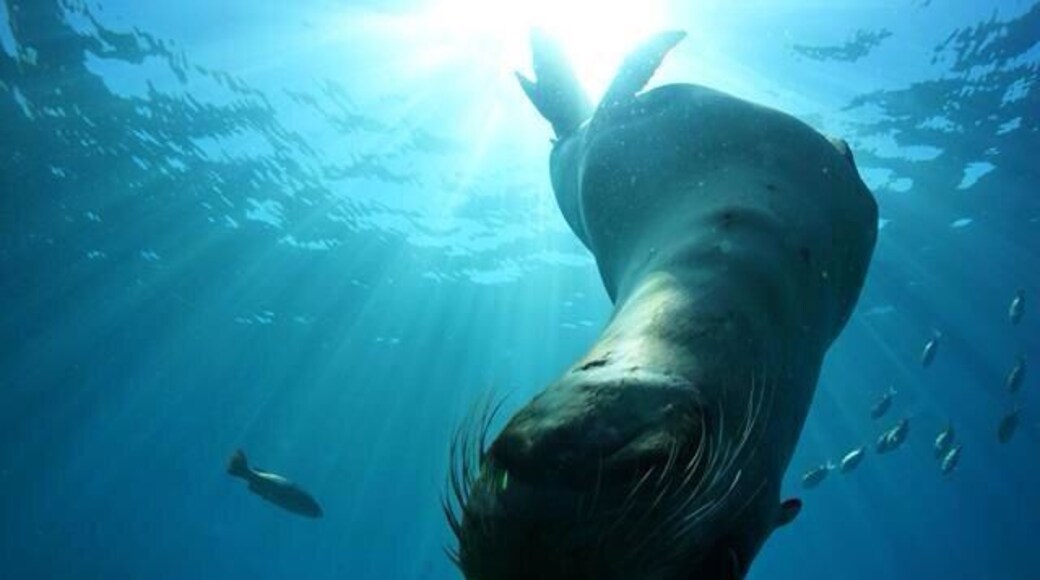 Check out this sea lion colony, Los Islotes! It's well worth the ferry ride to dive or snorkel with these critters! The pups are extremely curious and enjoy a little fetch!