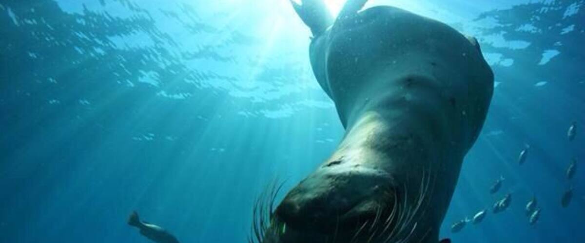 Check out this sea lion colony, Los Islotes! It's well worth the ferry ride to dive or snorkel with these critters! The pups are extremely curious and enjoy a little fetch!