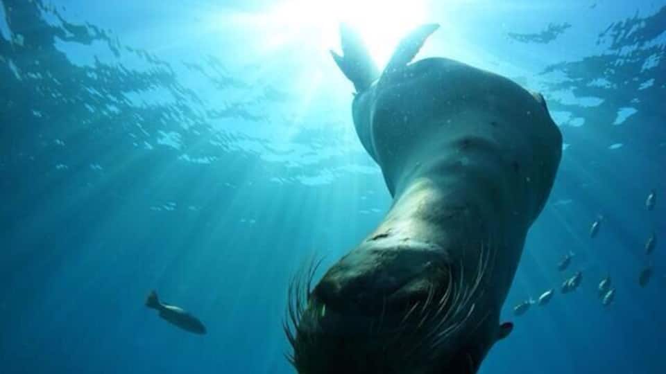 Check out this sea lion colony, Los Islotes! It's well worth the ferry ride to dive or snorkel with these critters! The pups are extremely curious and enjoy a little fetch!