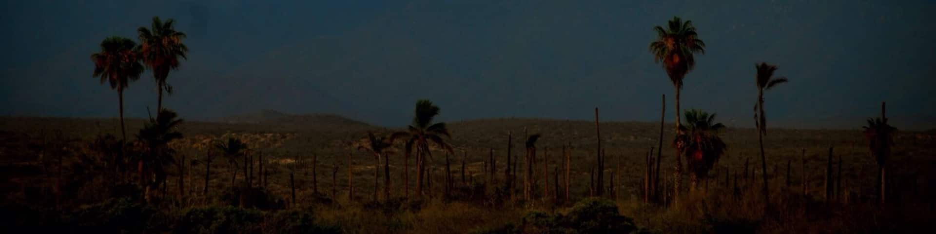 A landscape with mountains, palm trees, and a fence.