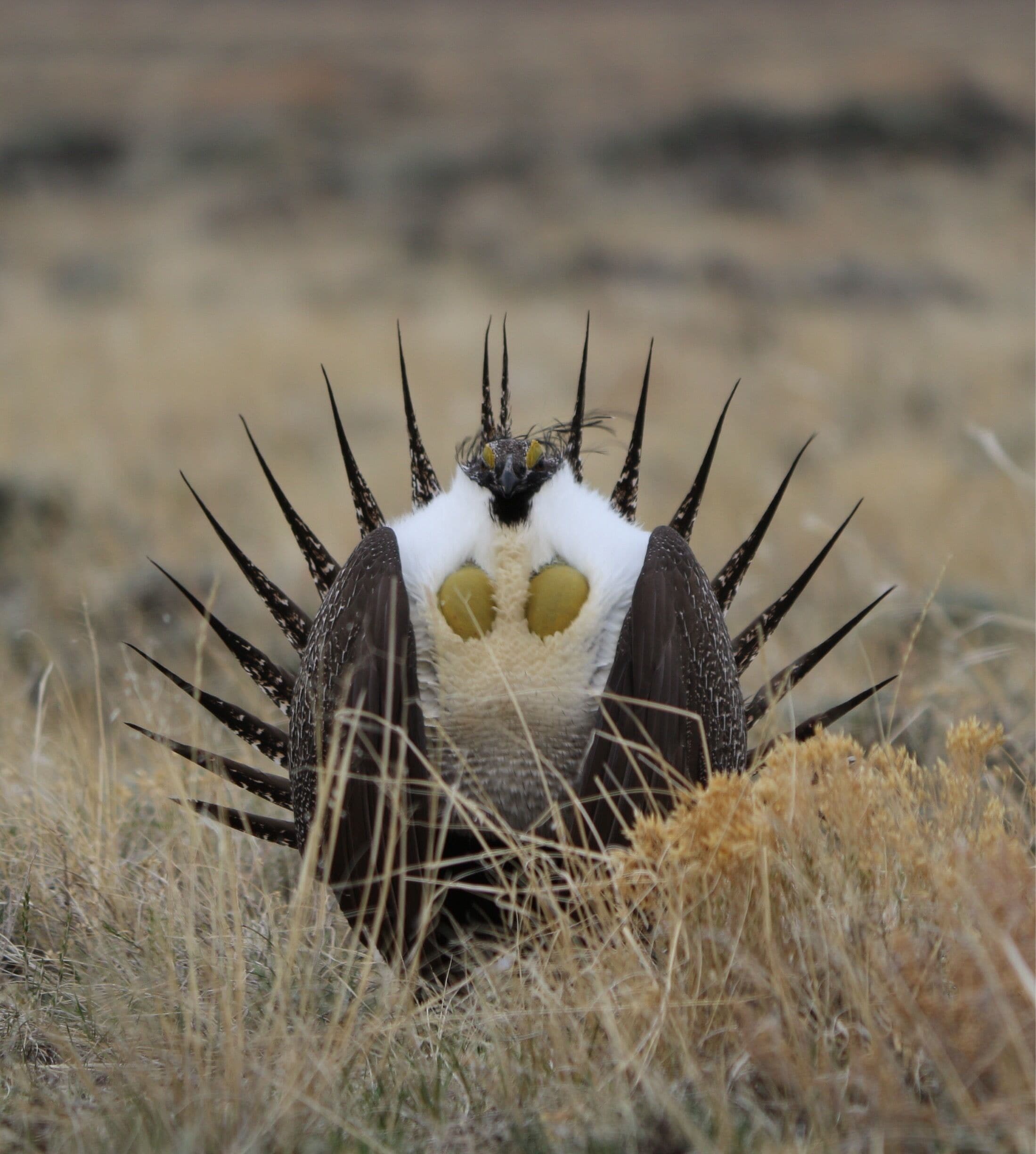 Greater Sage-grouse mating display at a lek near the Snowy Range, WY.  Early springtime. SpringFun#