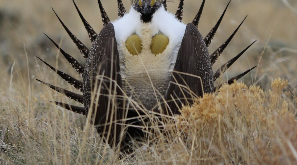 Greater Sage-grouse mating display at a lek near the Snowy Range, WY. Early springtime. SpringFun#