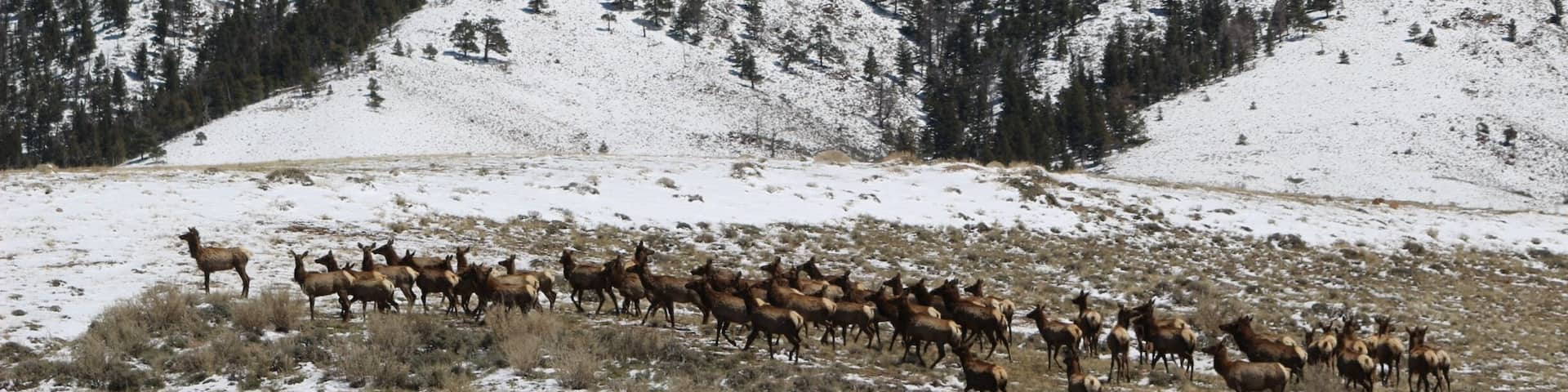 Migrating elk near Sheep Mountain. Let's call it "springtime."