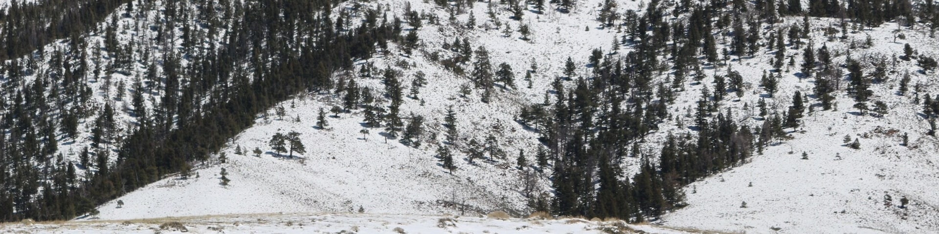 Migrating elk near Sheep Mountain. Let's call it "springtime."