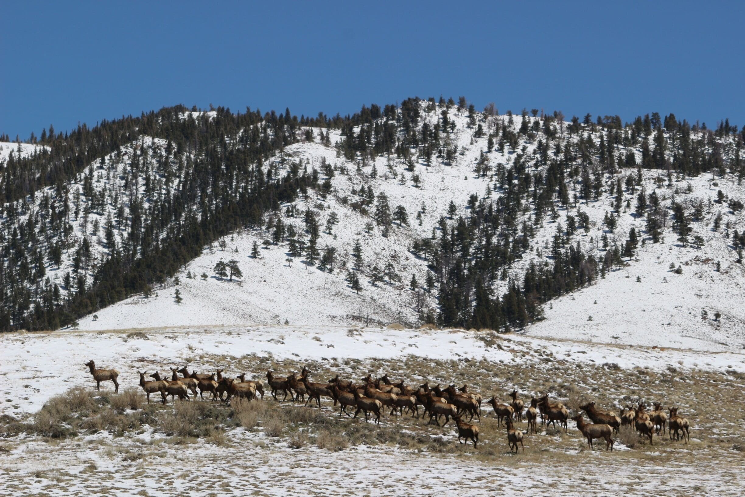 A herd of elk in a snowy landscape with a forested mountain in the background.