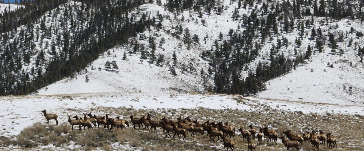 A herd of elk in a snowy landscape with a forested mountain in the background.