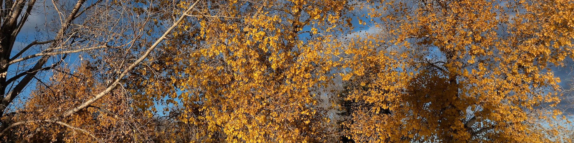 Um parque com árvores de outono, uma pessoa caminhando e um céu claro.