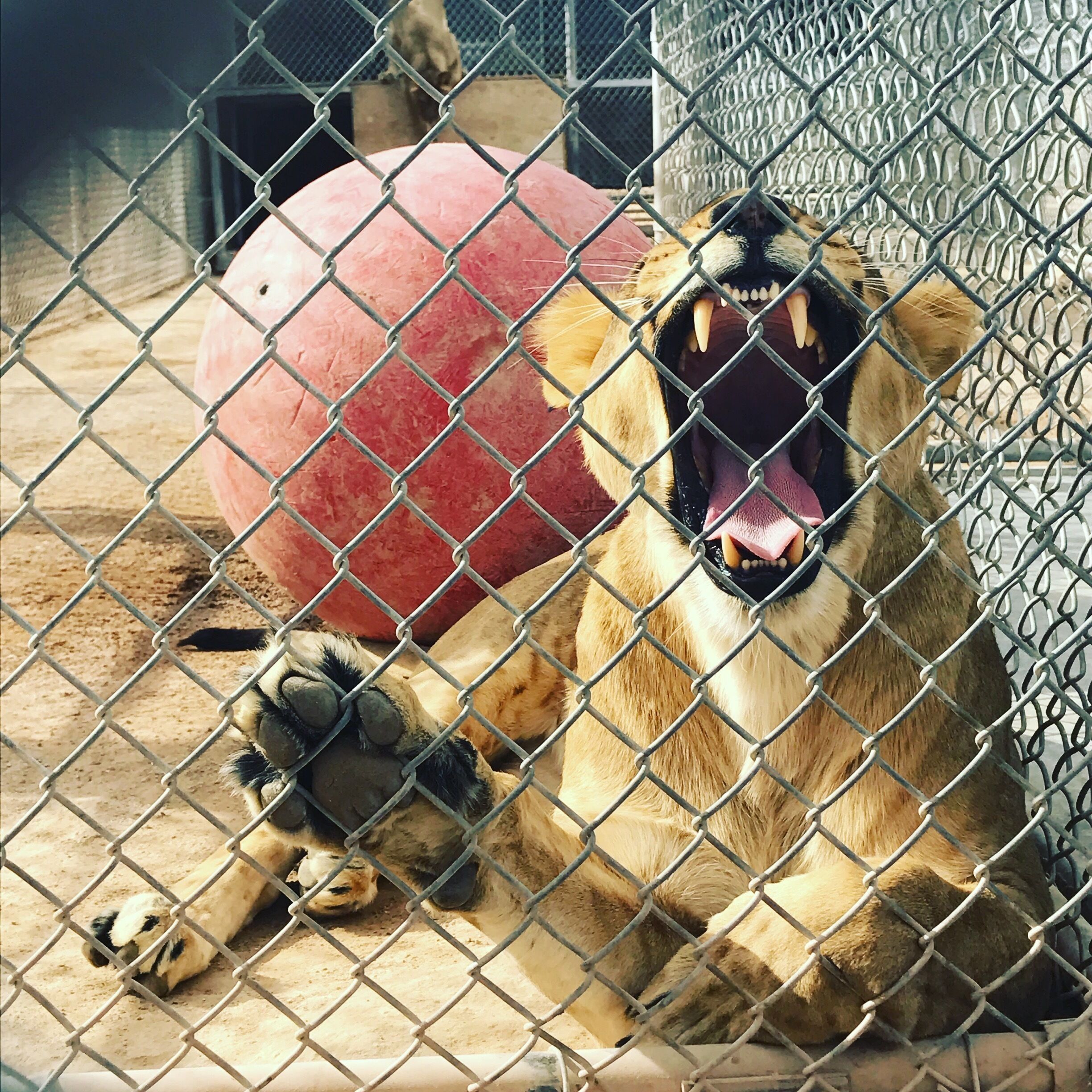 獅子棲息地牧場