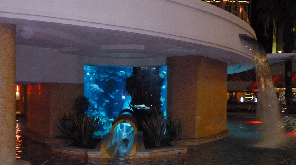 Swimmers drop out into the pool after sliding through the fish tank. Very nice pool but a bit small for the number of visitor that can be seated but most are there for the sun and people watching anyway.
