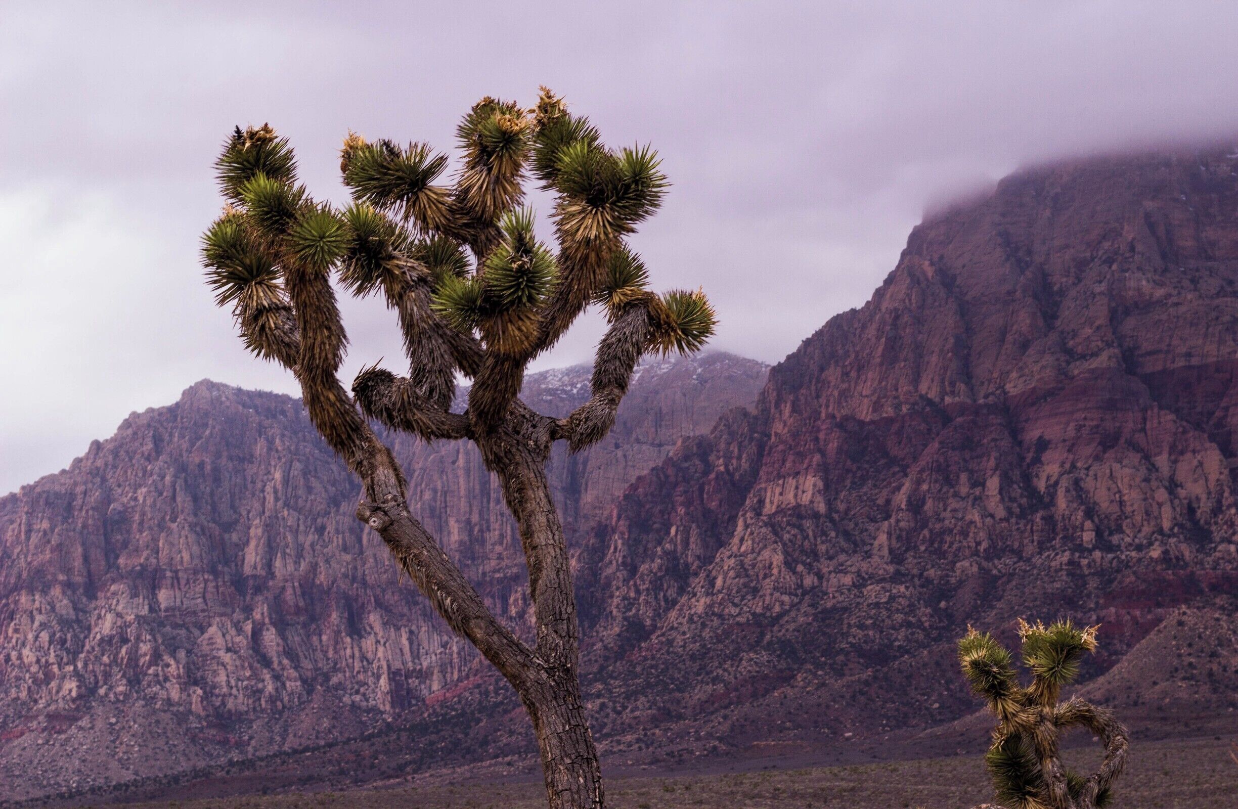 A familiar plant in Red Rock is the Joshua Tree. The Joshua tree is the largest of the yuccas and grows only in the Mojave Desert. They grow 2 to 3 inches a year, takes 50 to 60 years to mature and they can live 150 years.