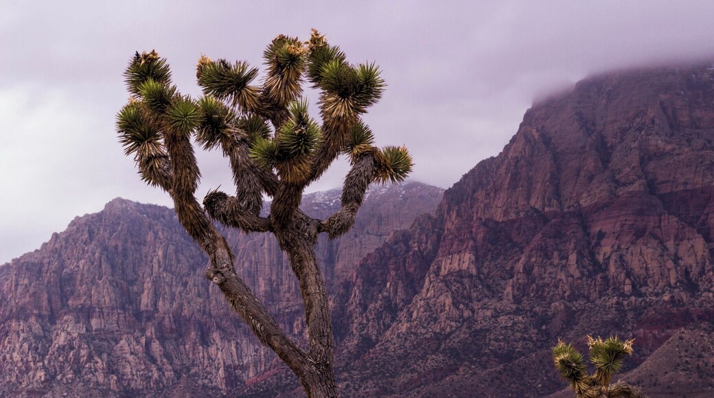 A familiar plant in Red Rock is the Joshua Tree. The Joshua tree is the largest of the yuccas and grows only in the Mojave Desert. They grow 2 to 3 inches a year, takes 50 to 60 years to mature and they can live 150 years.