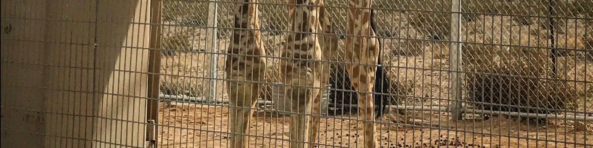 A giraffe standing behind a metal fence in a zoo enclosure.