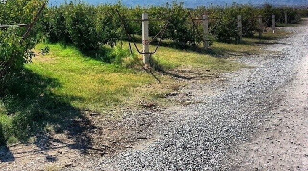 森滕尼亞希爾斯