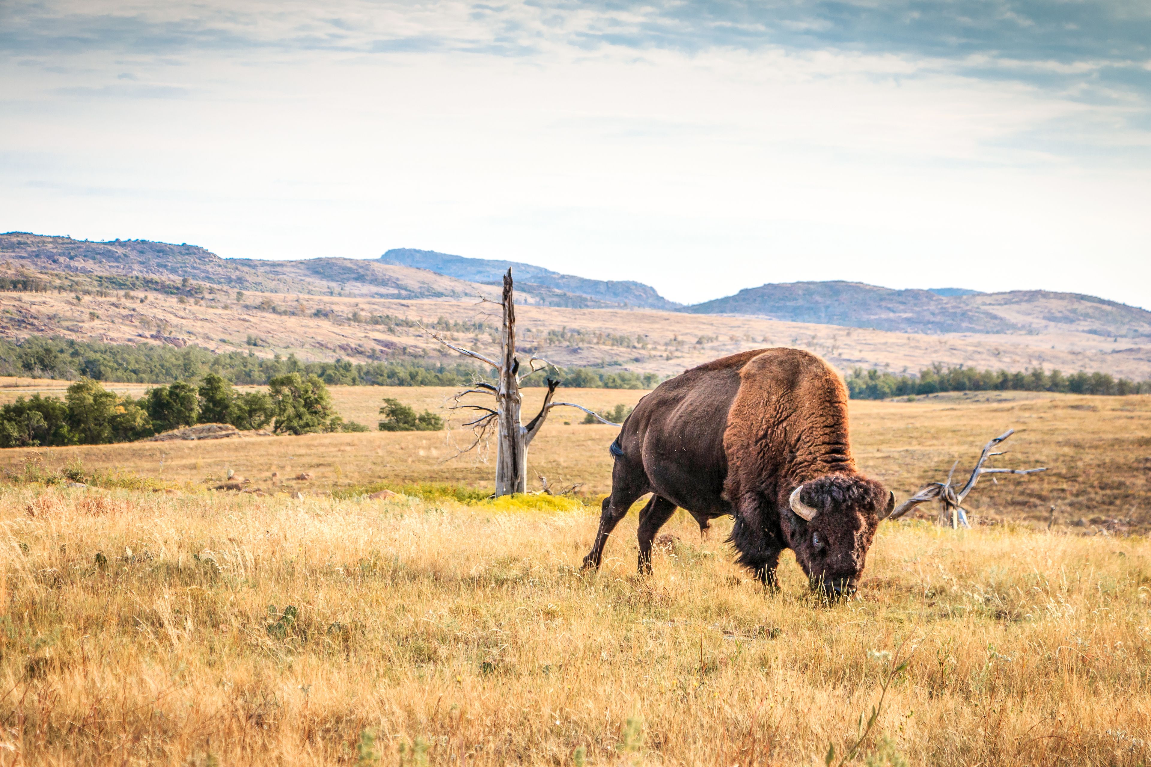 A bison grazing in a grassy field with hills in the background.