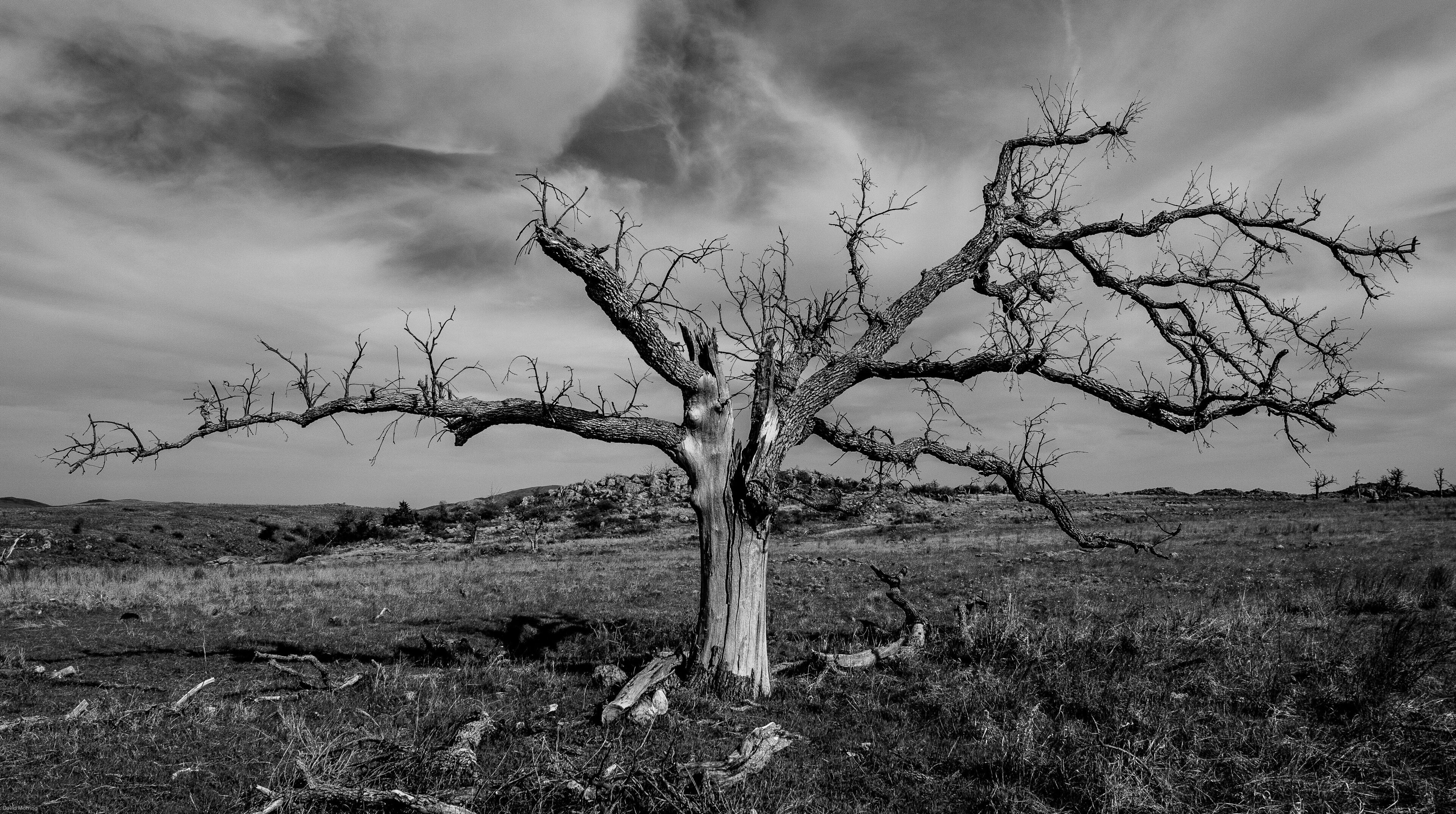 Dead Tree Tells No Lies. A lone survivor on the plains of Oklahoma. I stood on the top of my stepladder to get the perfect angle for this shot. #trovember #nature #oklahoma #wichita mountains