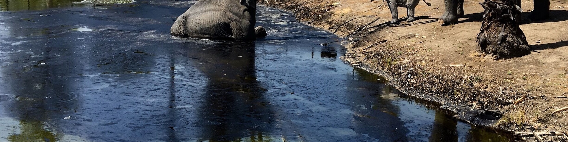 In Hancock park located in downtown LA are the La Brea tar pits. You can enter the park for free to see the tar pits themselves, as well as visit the museum for a nominal fee. One interesting fact was that the prior owner of this land brought the pictured mammoth here through downtown LA back in the 40's by towing it by VW beetle. What a sight that would have been!