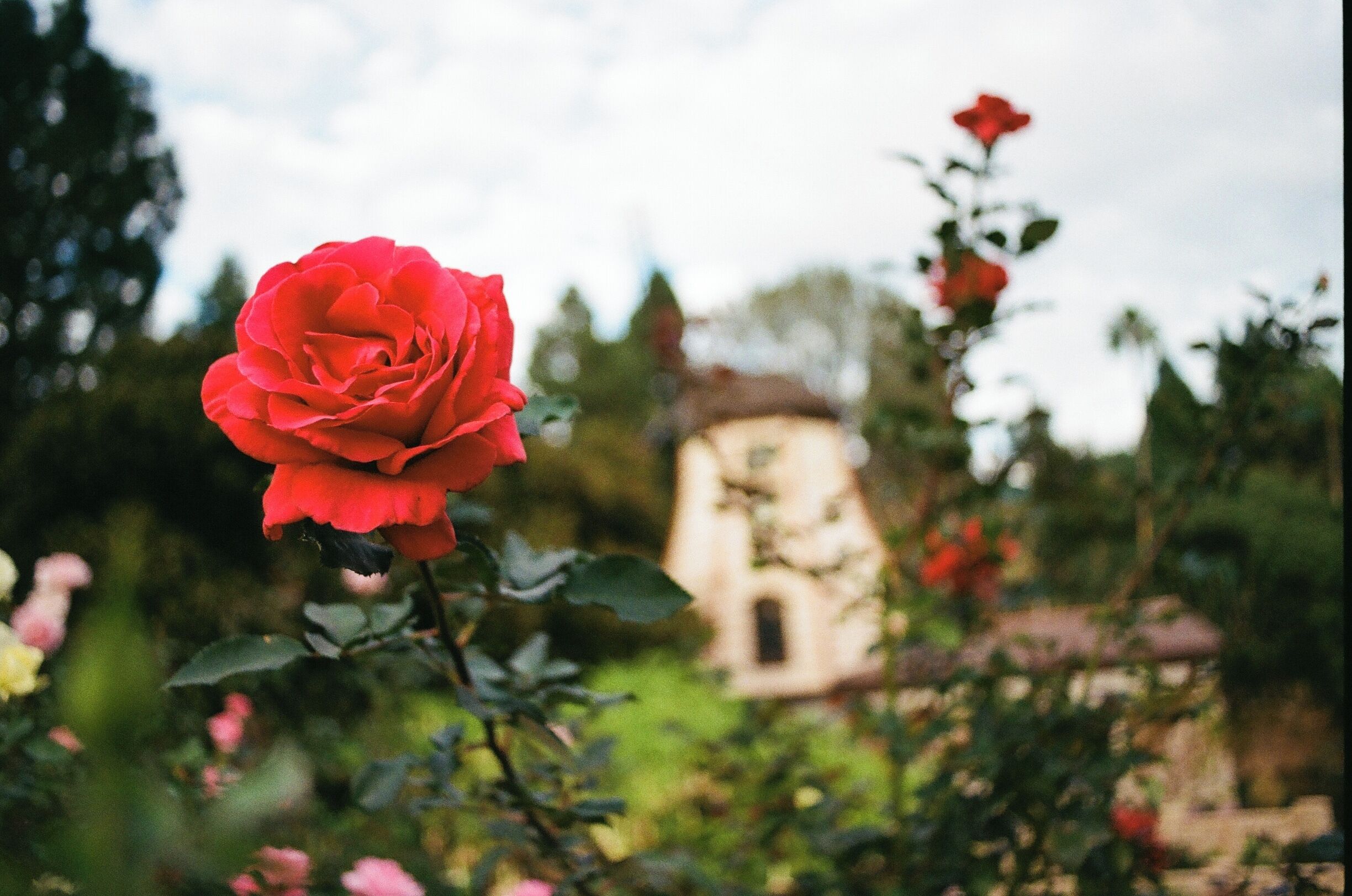 First a movie lot, then the home of a film executive, then a shrine for a holy man, now a peaceful place that anyone can visit.   #green