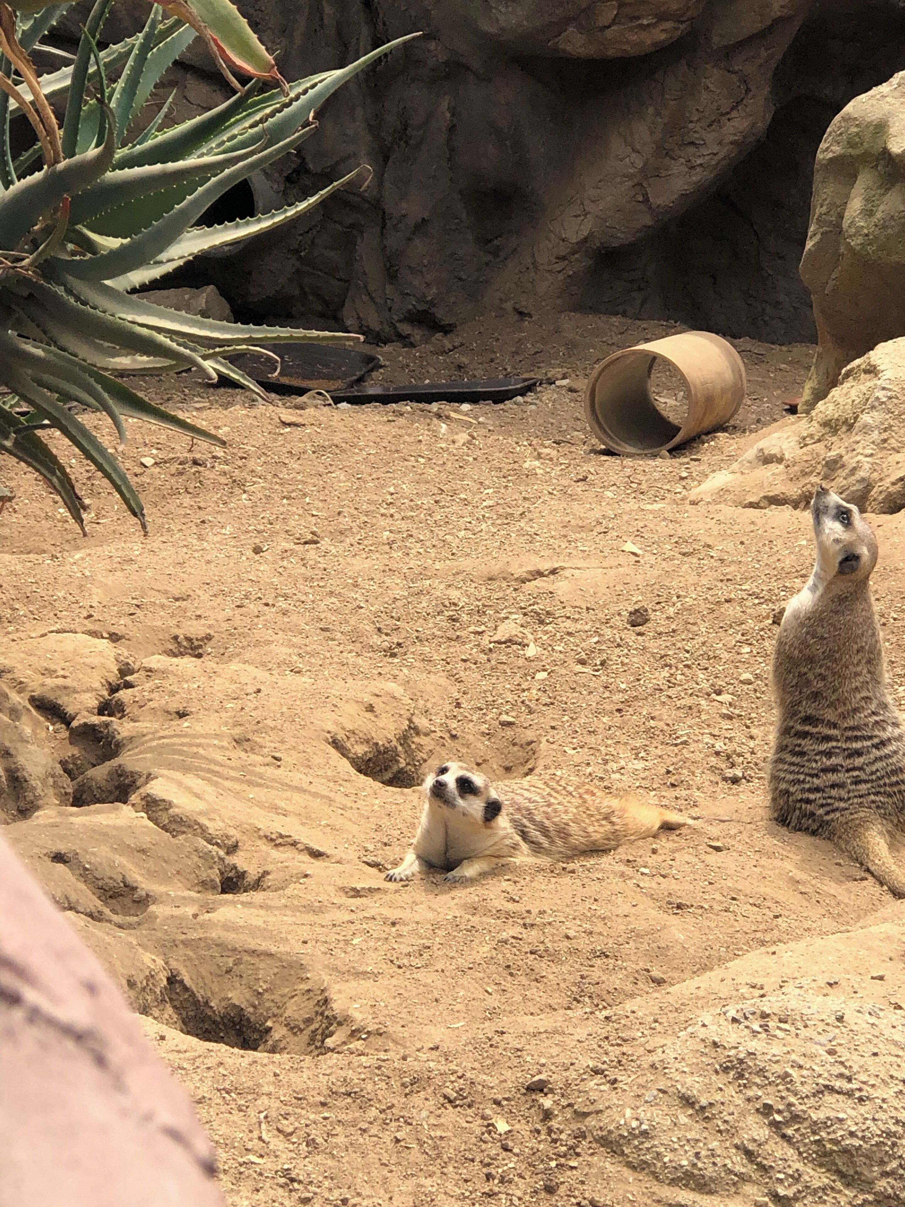 A Meerkat!