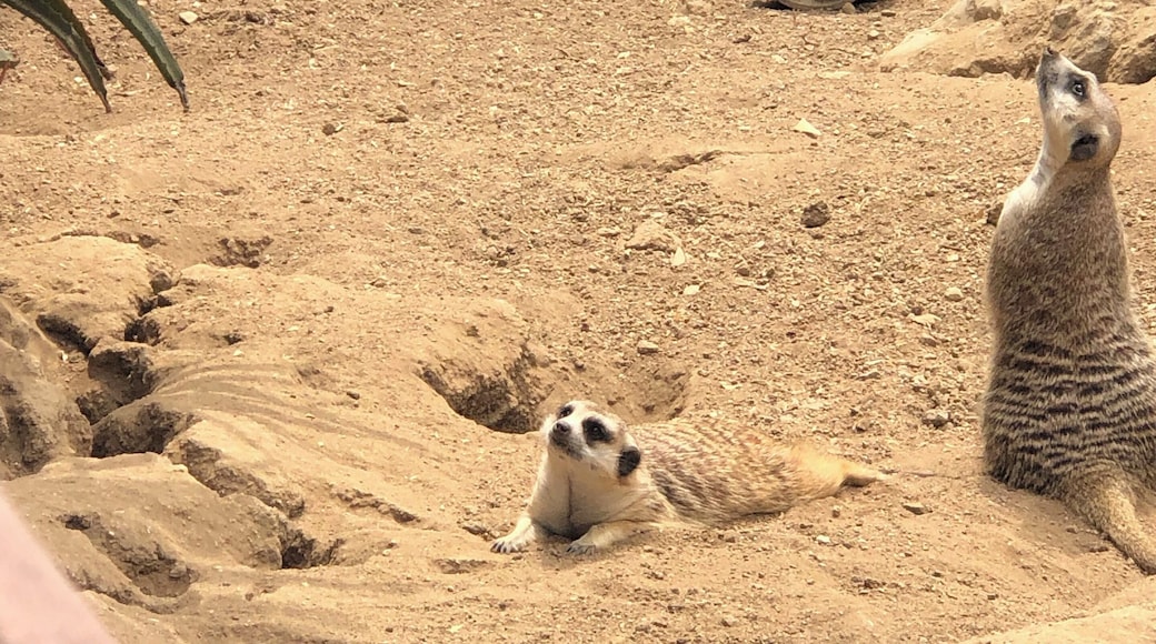 A Meerkat!
