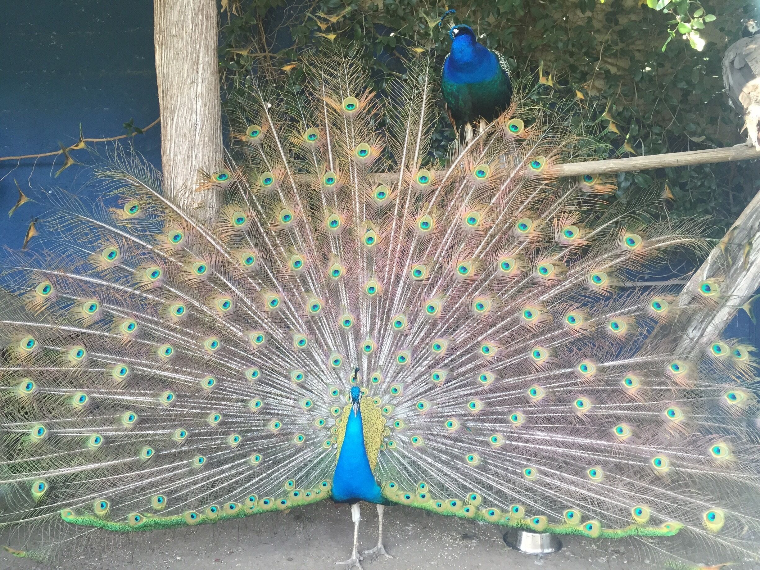 Not 100% sure why there are peacocks in the cemetery...but there are and they are beautiful! As you enter the cemetery, make a left and they will be by the outer wall. 