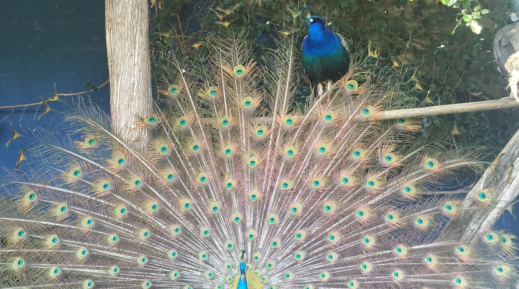 Not 100% sure why there are peacocks in the cemetery...but there are and they are beautiful! As you enter the cemetery, make a left and they will be by the outer wall.