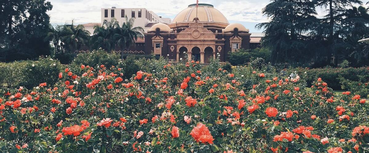 A large building with a dome and an American flag, surrounded by a garden of red flowers.