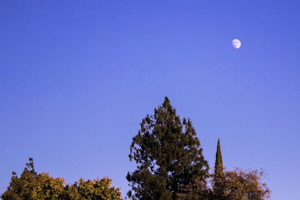 Cielo azzurro limpido, con una luna ben visibile e alberi alti.