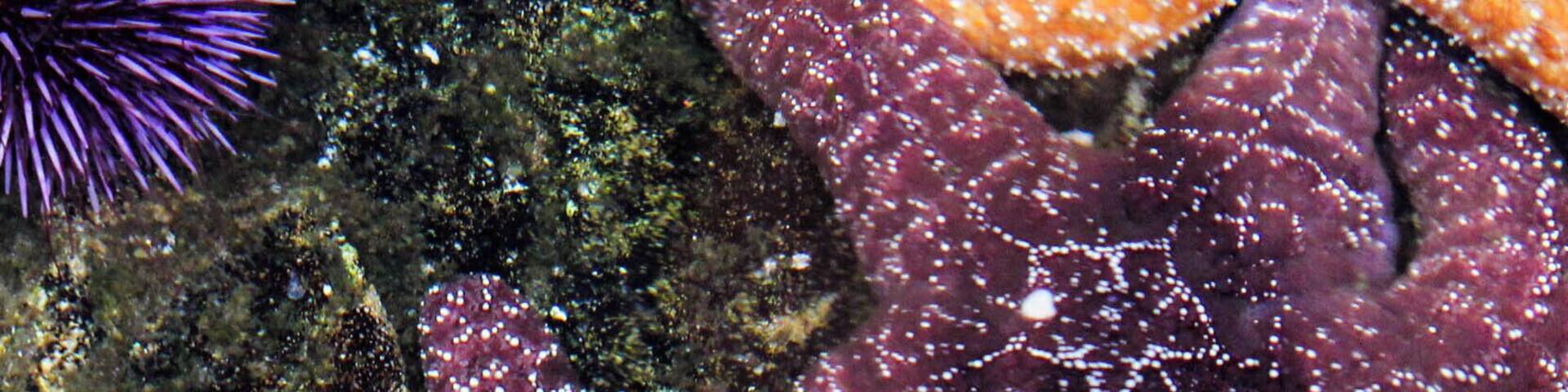 At the back of the museum is a pond with a guide explaining the different starfishes the museum have.