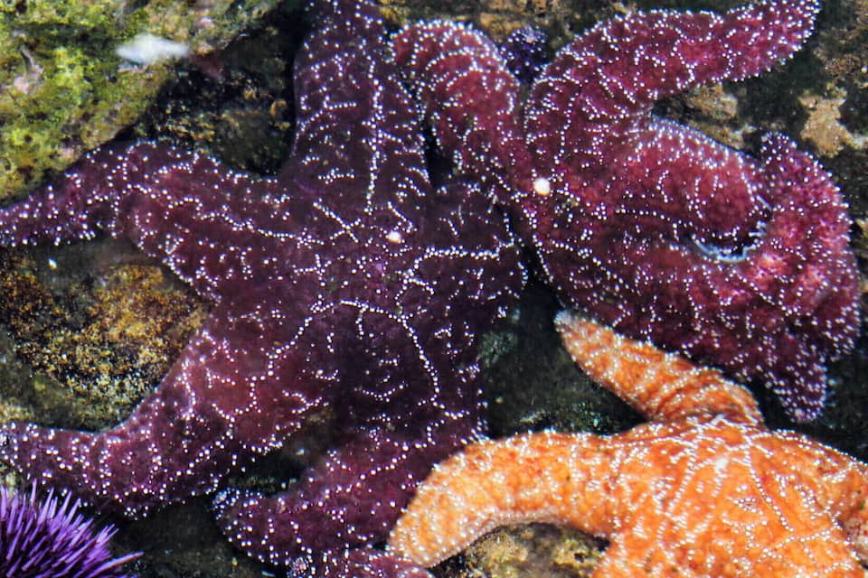 Purple and orange sea anemones on a rocky seabed.