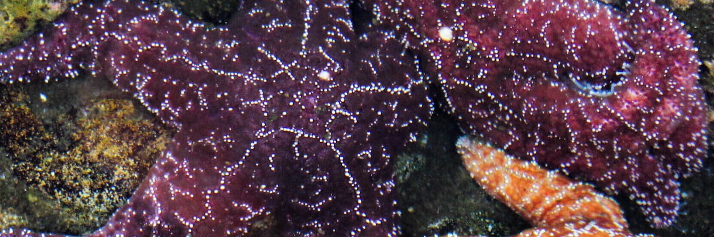 At the back of the museum is a pond with a guide explaining the different starfishes the museum have.