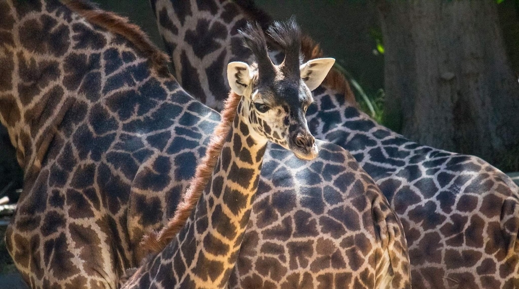 Baby giraffe at the Los Angeles Zoo. A beautiful, healthy creature in a well-maintained facility.