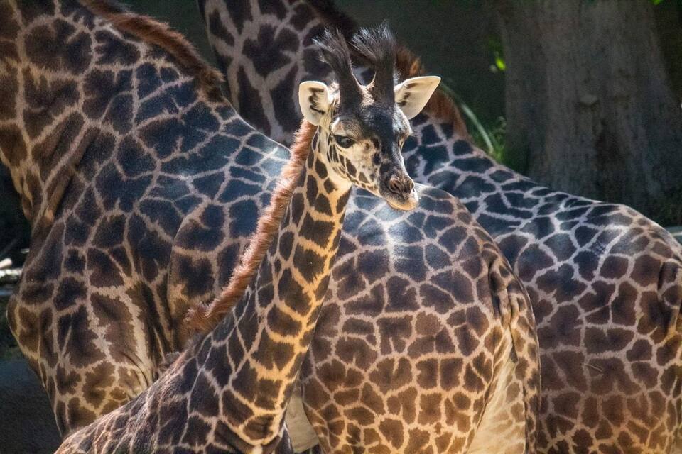 A giraffe with a patterned coat standing among other giraffes.