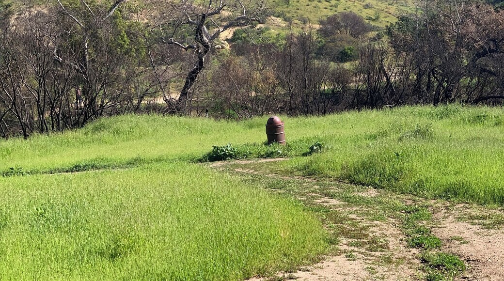 Beautiful when it’s green