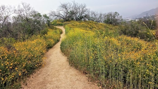 ستوديو سيتي