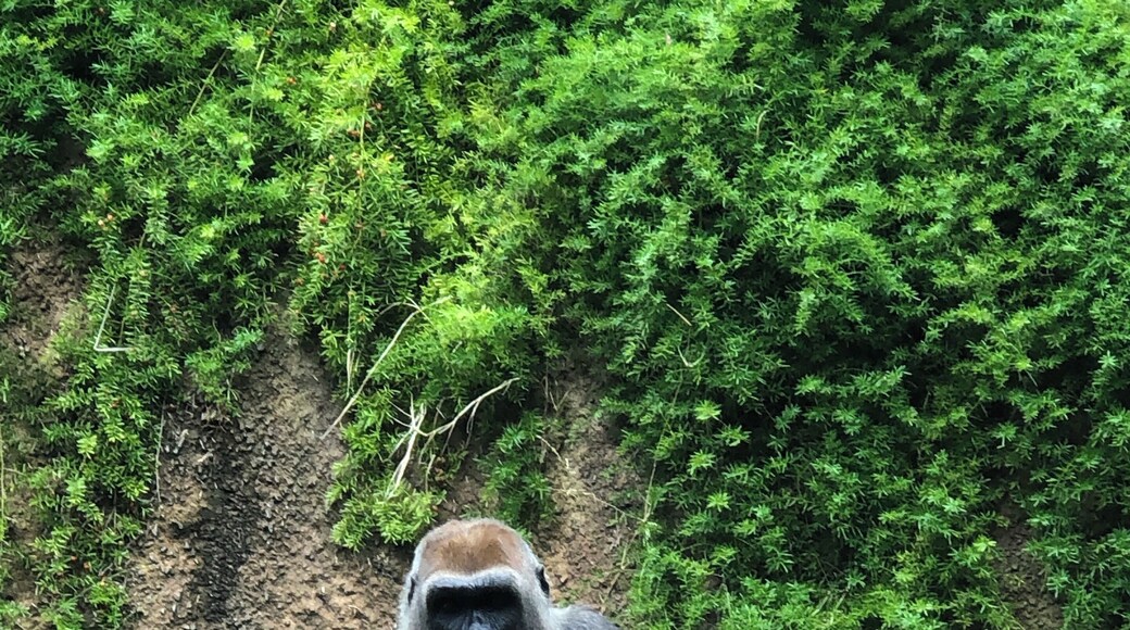 Gorillas..aren’t they gorgeous.