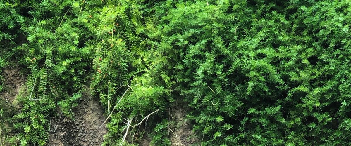 Gorillas..aren’t they gorgeous.