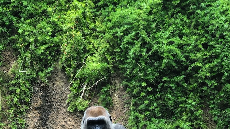 Gorillas..arenât they gorgeous.