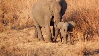 This was in the Nambiti private game reserve! Such amazing safari rides with the staff! #safari