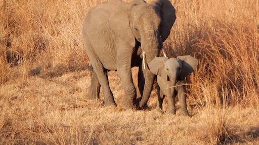 This was in the Nambiti private game reserve! Such amazing safari rides with the staff! #safari