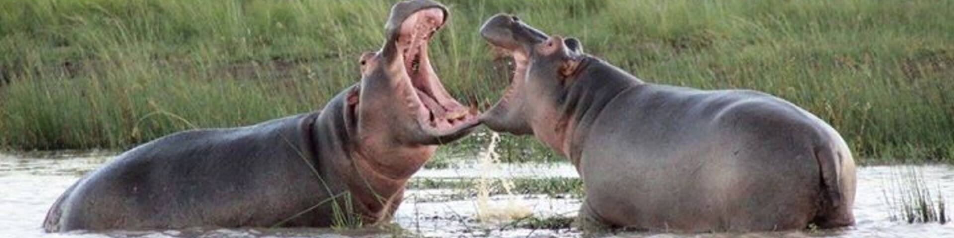 This was an unbelievable experience, Hippos play fighting! I adore South Africa, and thankfully I had local knowledge. If you want to do a safari in SA (and why wouldn't you!) please don't be scared to travel a little further afield. Our travel agent was going to book us at a reserve in the Cape, which looked lovely, but for a 3 star lodge the prices were SO much higher than this amazing spot. We flew from PE to Durban and stayed at 5 star Nambiti Hills for three nights, all for less money than it would have cost to drive to the one that was near us in the Cape, and only stay for 2 nights.
I would also say be careful and research your animal experiences in SA carefully. I can't say enough about the Nambiti Reserve, it's stunning and properly wild. Some of the reserves in the Cape split some of the animals into separate areas of the parks. To me that's not the true safari experience.