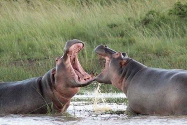 Deux hippopotames dans l’eau, avec de l’herbe en arrière-plan.