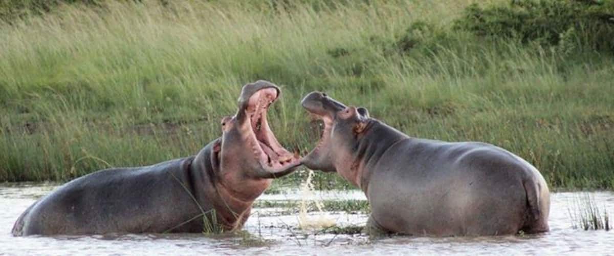 Two hippos in water with grass in the background.