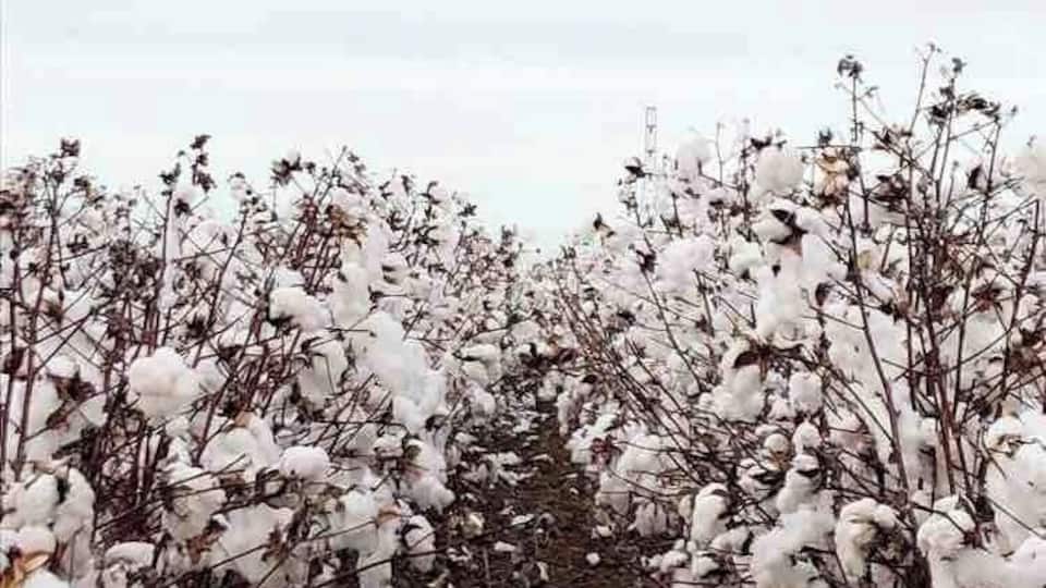 West Texas “snow” and cotton fields as far as the eye can see.